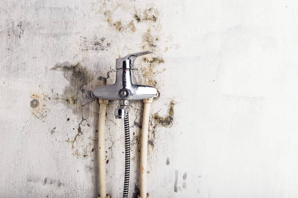 Best Certified Mold Removal  in Barry, IL