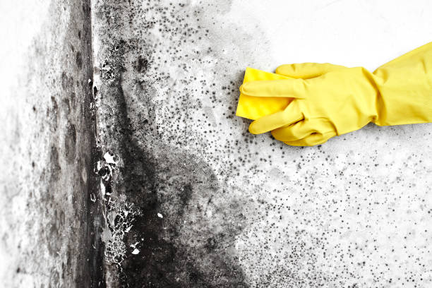 Best Local Mold Removal Service  in Barry, IL