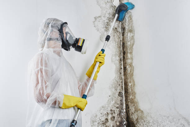 Best Mold Testing  in Barry, IL