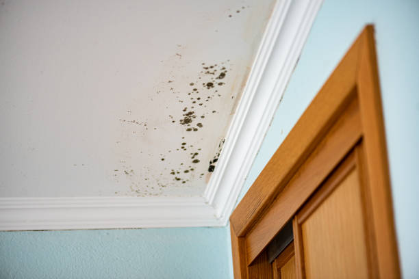Best Emergency Mold Removal  in Barry, IL