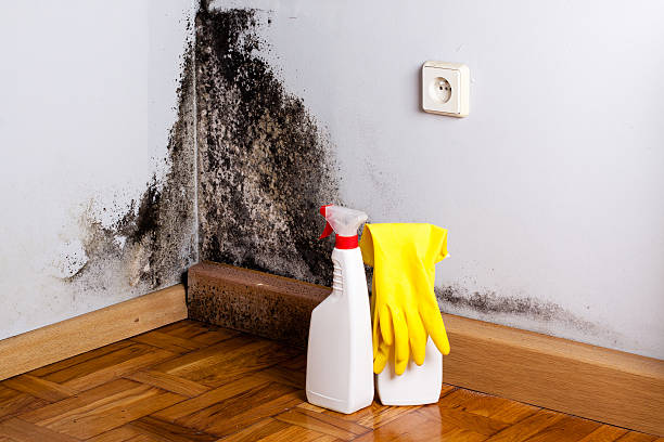 Certified Mold Removal in Barry, IL