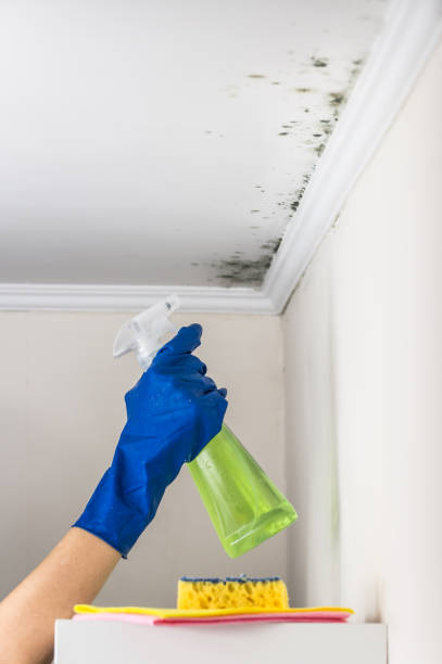 Trusted Barry, IL Mold Removal Experts
