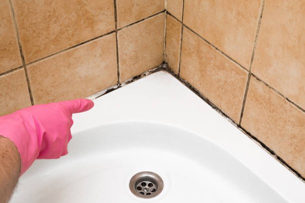 Best Professional Mold Removal  in Barry, IL